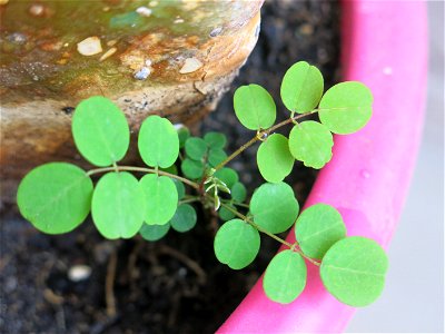 Micro seedling of Robinia pseudoacacia. Seed brought by bird.