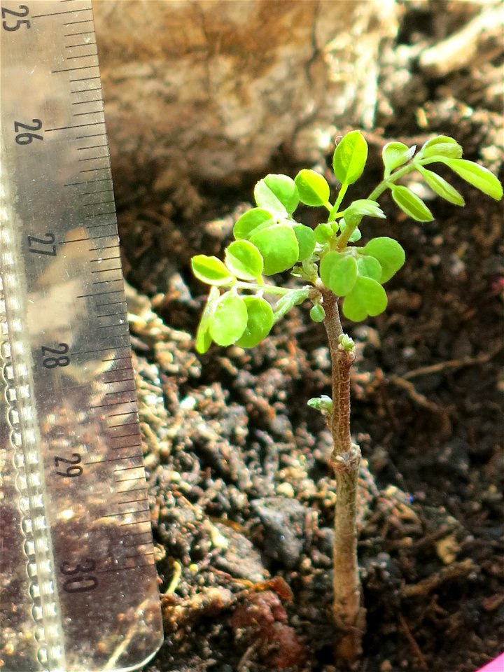 New Robinia seedling.