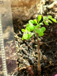 New Robinia seedling.