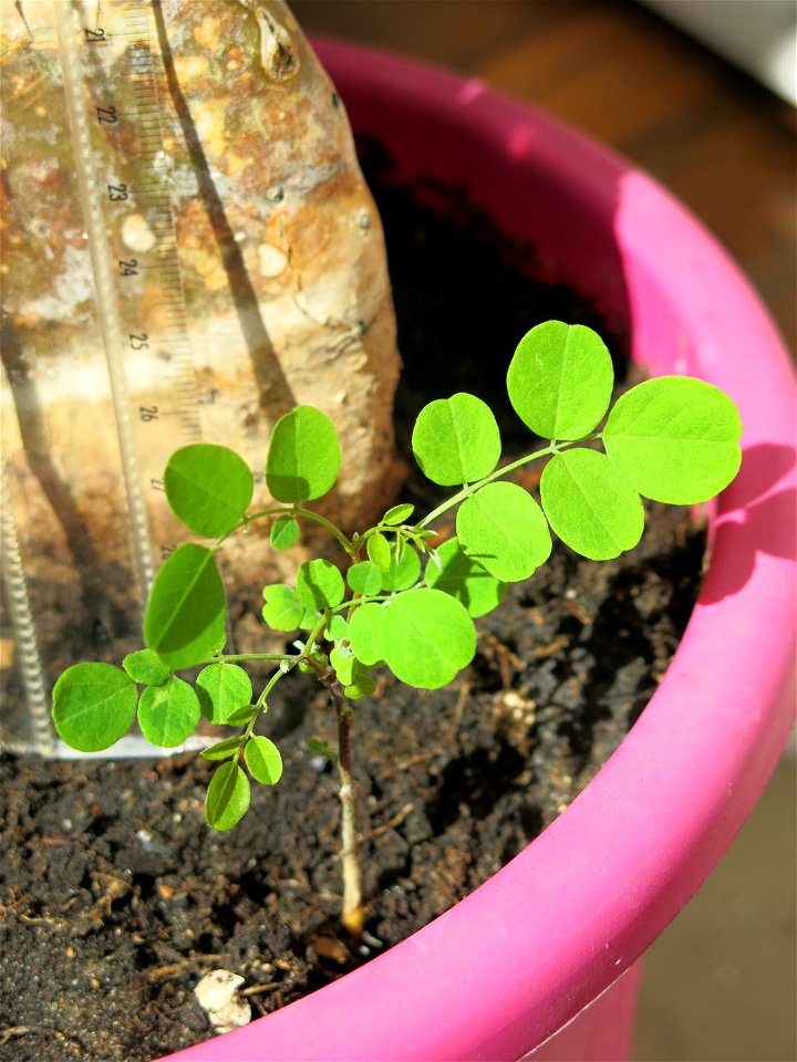 New Robinia seedling.