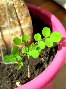 New Robinia seedling.