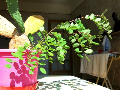 New Robinia seedling.