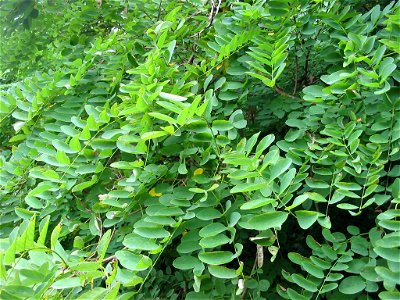 Acacia. Nature of Pidvysoke, Berezhany district, Ternopil Oblast, Western Ukraine.