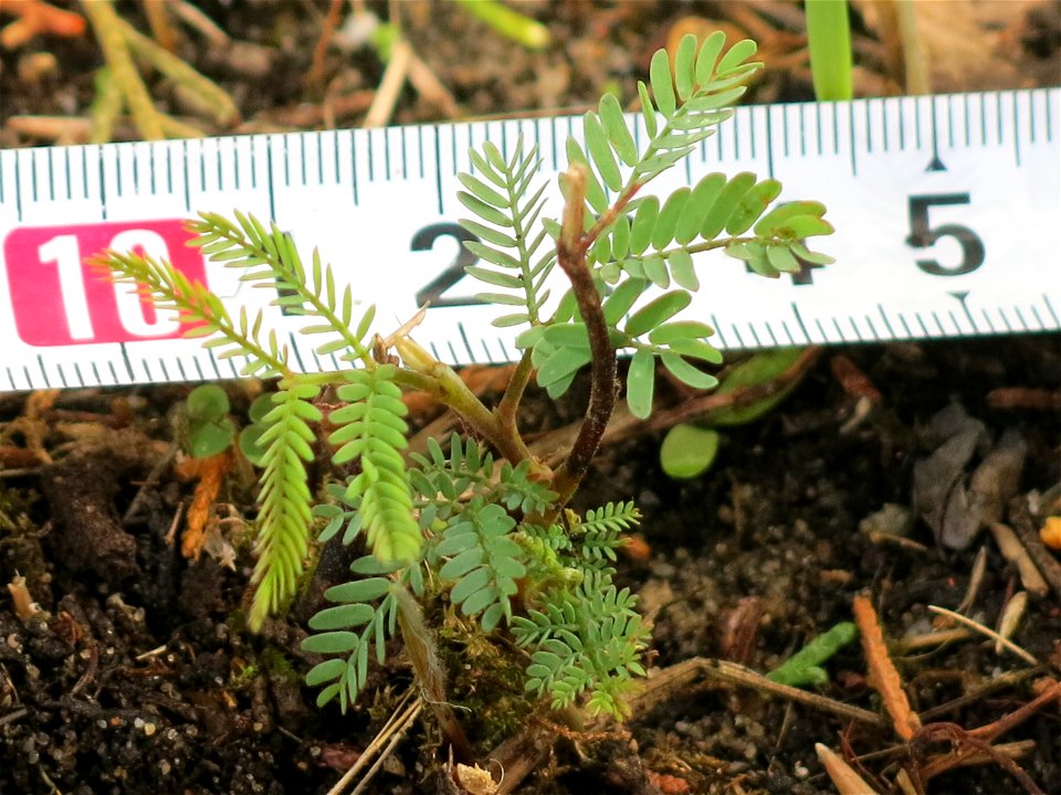 Spontaneous seedling of Robinia.