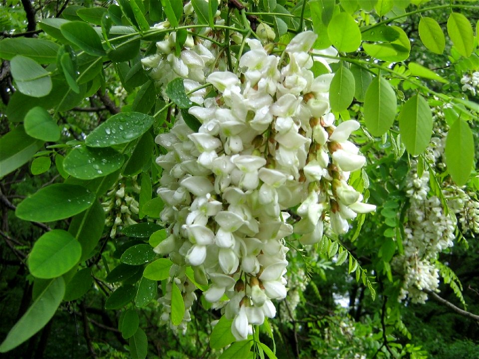 Gemeine Robinie, Robinia pseudoacacia, Blütenstand. Fotografiert in einem Wald bei Petzow am Schwielowsee.