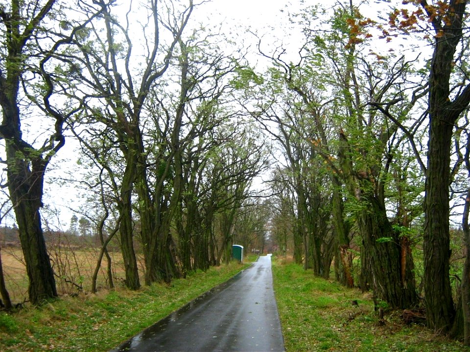 Alte Robinien-Allee, Landstraße von Meseberg nach Großmutz. (Stadt Gransee, Landkreis Oberhavel, Brandenburg) 52°57′37″N 13°5′49″E﻿ / ﻿52.96028°N 13.09694°E﻿ / 52.96028; 13.09694