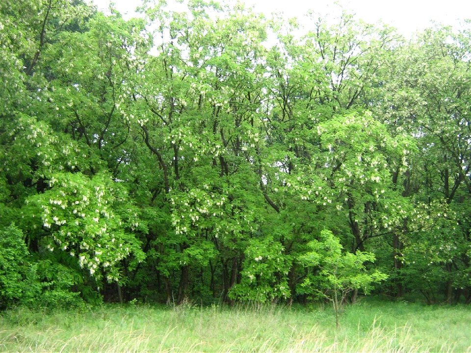 Gemeine Robinie, Robinia pseudoacacia, blühende Bäume am Waldrand. Fotografiert in einem Wald bei Petzow am Schwielowsee.