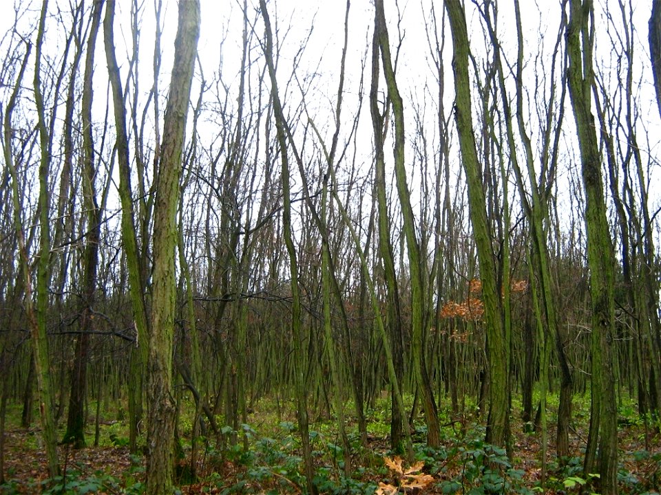 Robinia pseudoacacia - Robinienreinbestand, ca. 25-jährig bei Meseberg (Stadt Gransee, Landkreis Oberhavel, Brandenburg) 52°57′37″N 13°5′52″E﻿ / ﻿52.96028°N 13.09778°E﻿ / 52.96028