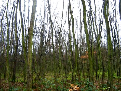 Robinia pseudoacacia - Robinienreinbestand, ca. 25-jährig bei Meseberg (Stadt Gransee, Landkreis Oberhavel, Brandenburg) 52°57′37″N 13°5′52″E﻿ / ﻿52.96028°N 13.09778°E﻿ / 52.96028