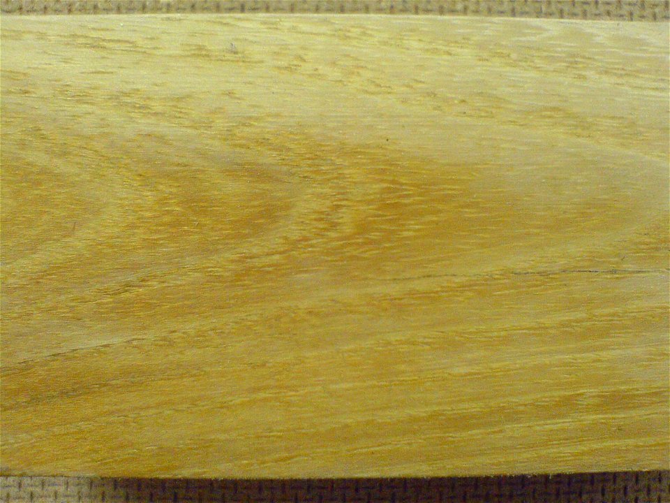robinia "akacja"
Latina:  Robinia pseudoacacia