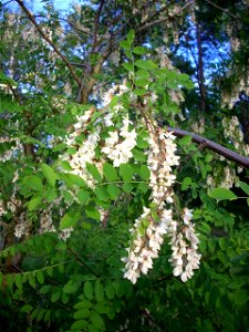 Flowers of robinia pseudoacacia in the end of the May.