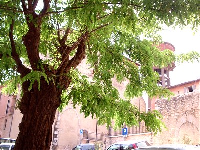 Robinia pseudoacacia a Priverno.