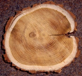 Robinia pseudoacacia