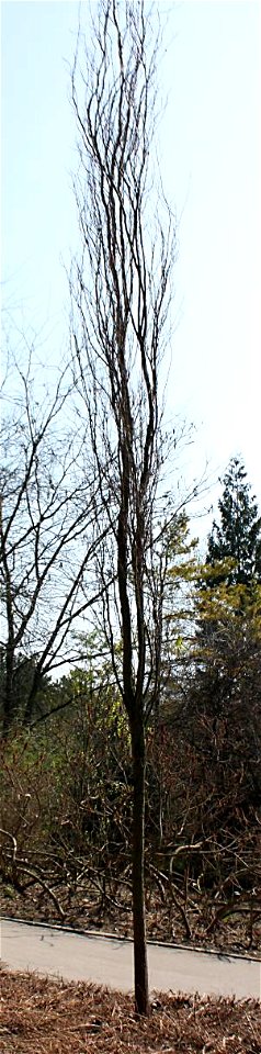 robinia pseudoacacia, Brno, CR