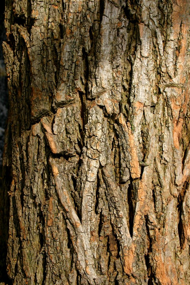 Bark of Robinia pseudacacia - cultivated tree from Johannesburg, South Africa