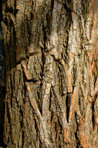 Bark of Robinia pseudacacia - cultivated tree from Johannesburg, South Africa