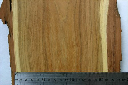 Robinia pseudoacacia bark, sapwood and heartwood. From tree growing in Johannesburg, South Africa