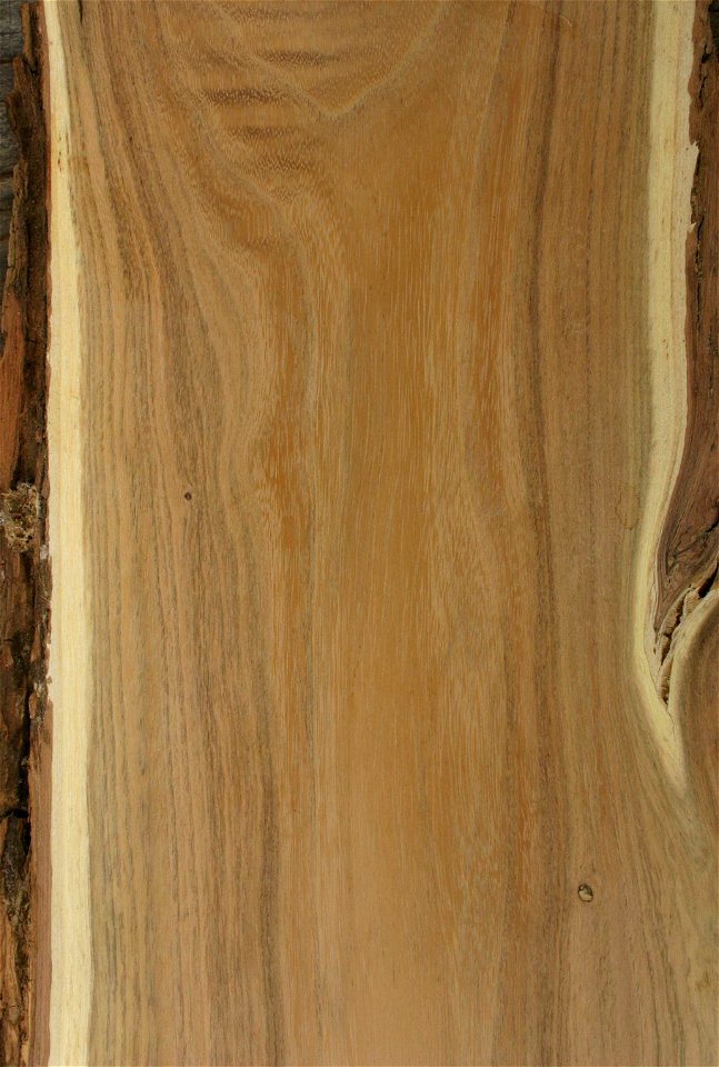 Plank of Robinia pseudacacia showing bark and characteristic white sapwood - cultivated tree from Johannesburg, South Africa