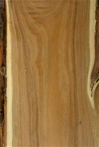 Plank of Robinia pseudacacia showing bark and characteristic white sapwood - cultivated tree from Johannesburg, South Africa