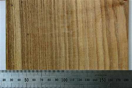 Robinia pseudoacacia, heartwood and narrow strip of sapwood. From tree growing in Johannesburg, South Africa