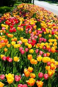 Flower spring nature