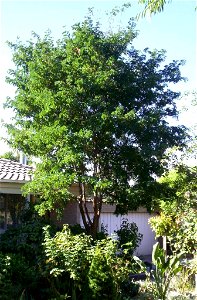 Author's own specimen, Melbourne, Australia