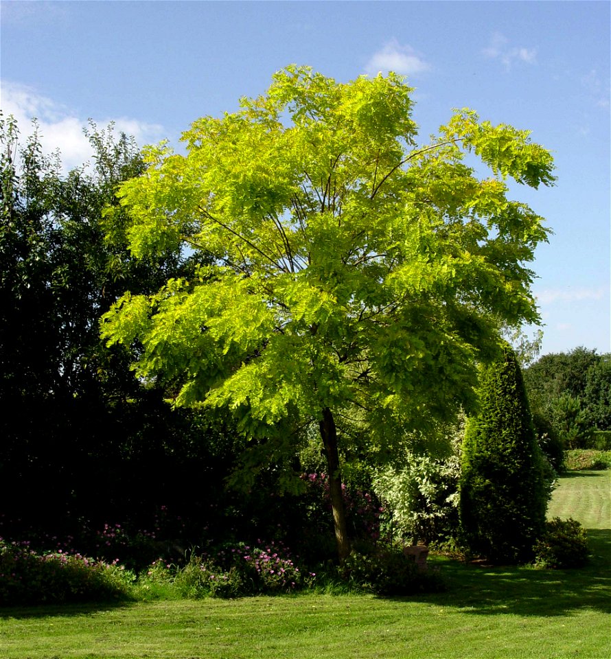 Black Locust 'Frisia'