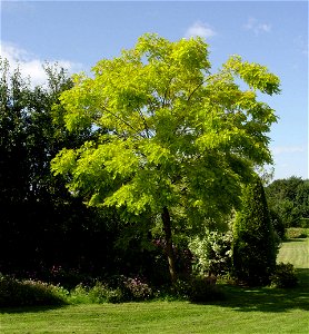 Black Locust 'Frisia'