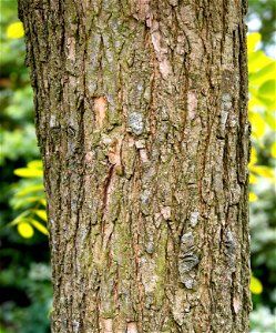 Robinia pseudoacacia 'Frisia' stem about 17 cm diameter