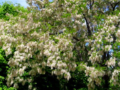 Robinia pseudoacacia flowers Dehesa Boyal de Puertollano, Spain