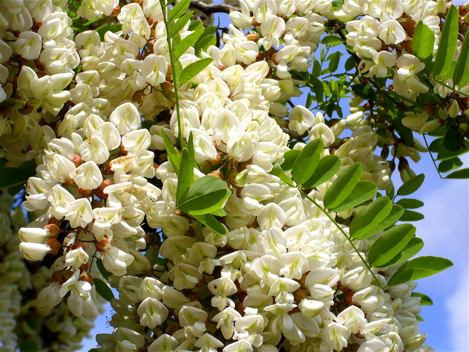 Robinia pseudoacacia flowers close up Dehesa Boyal de Puertollano, Spain