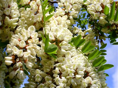 Robinia pseudoacacia flowers close up Dehesa Boyal de Puertollano, Spain