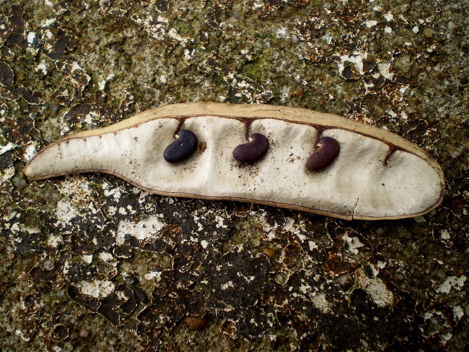Robinia pseudoacacia seed pod