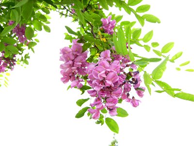 Robina pseudoacacia (a rose cultivar) flowers. Castelltallat Catalonia