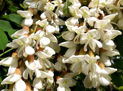 Robinia flowers, Upper Rhine valley