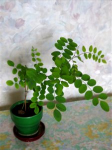 Robinia seedling at end of june 2016.