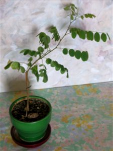 Robinia seedling at end of july 2016.