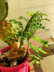 Micro seedling of Robinia pseudoacacia at end of august 2016.