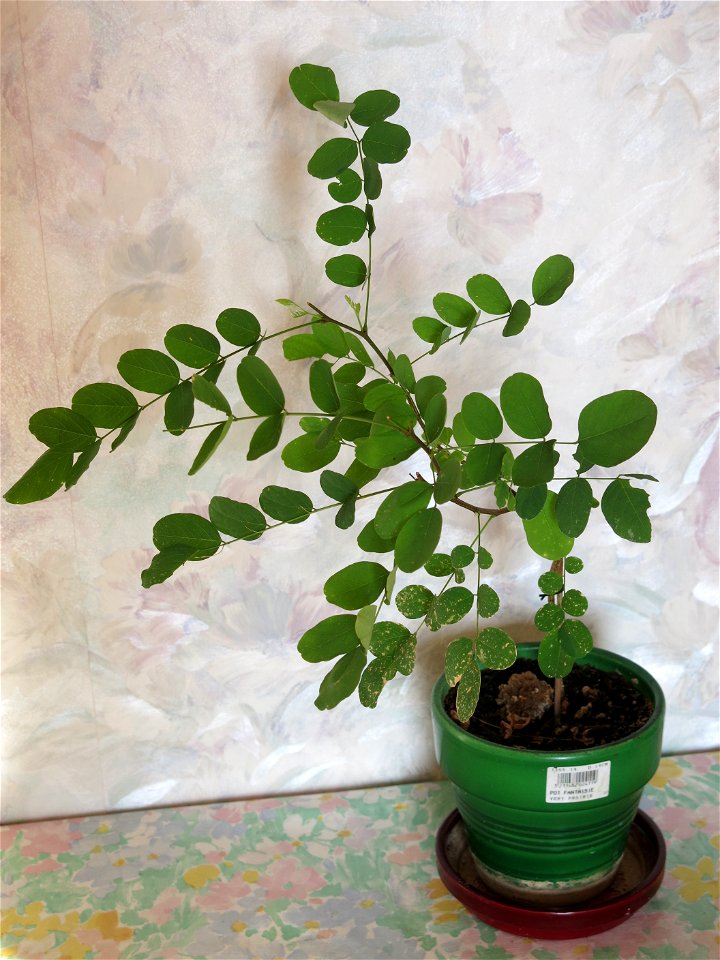 Robinia seedling at end of august 2016. photo