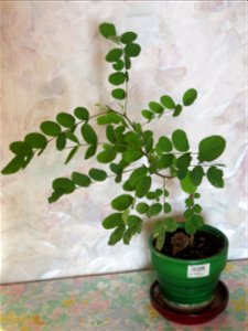 Robinia seedling at end of august 2016.