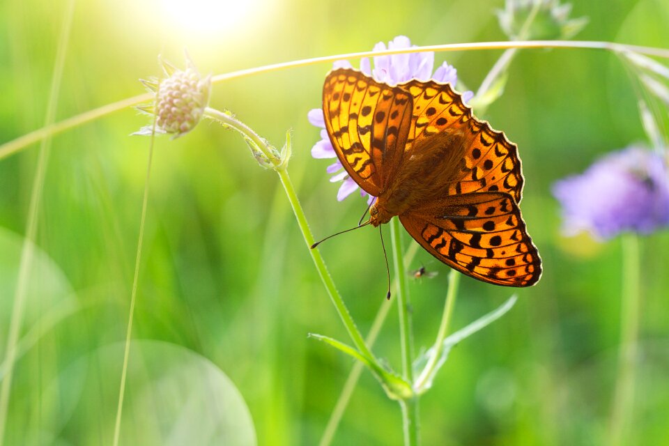 Summer meadow nature insect