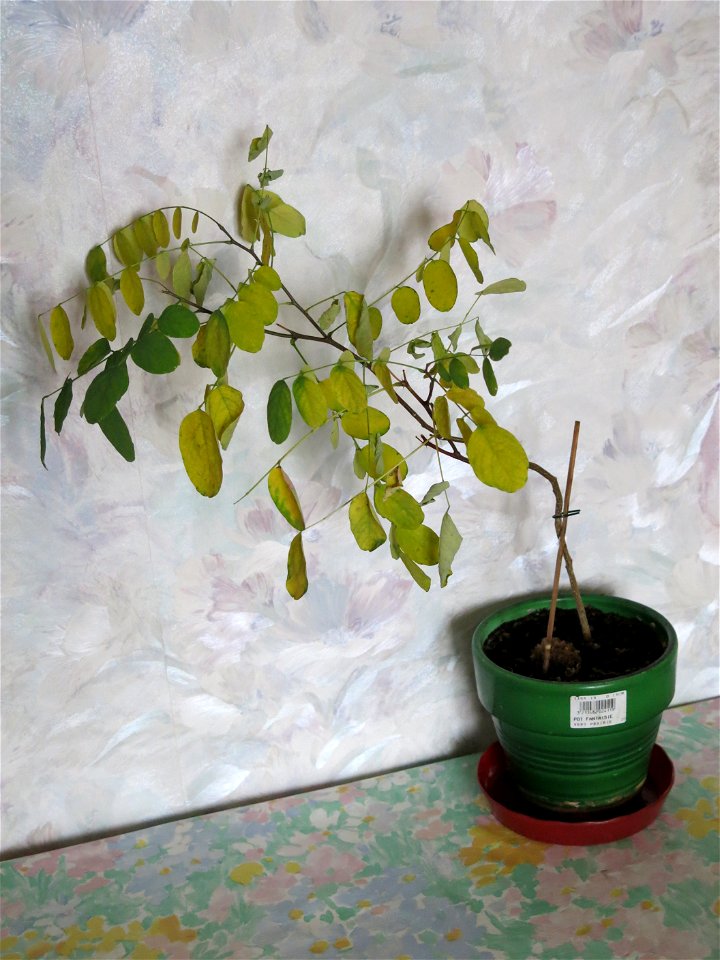 Robinia seedling at beginning november 2016.