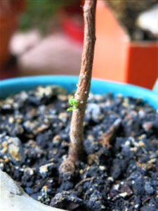 Close-up of seedling of Robinia pseudoacacia at mid january 2017.
