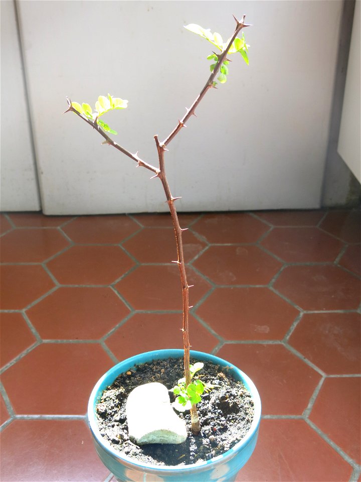 Seedling of Robinia pseudoacacia in april 2017.