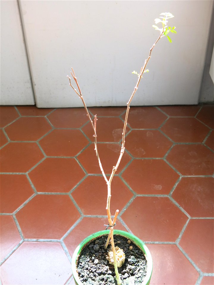 Robinia seedling in april 2017.