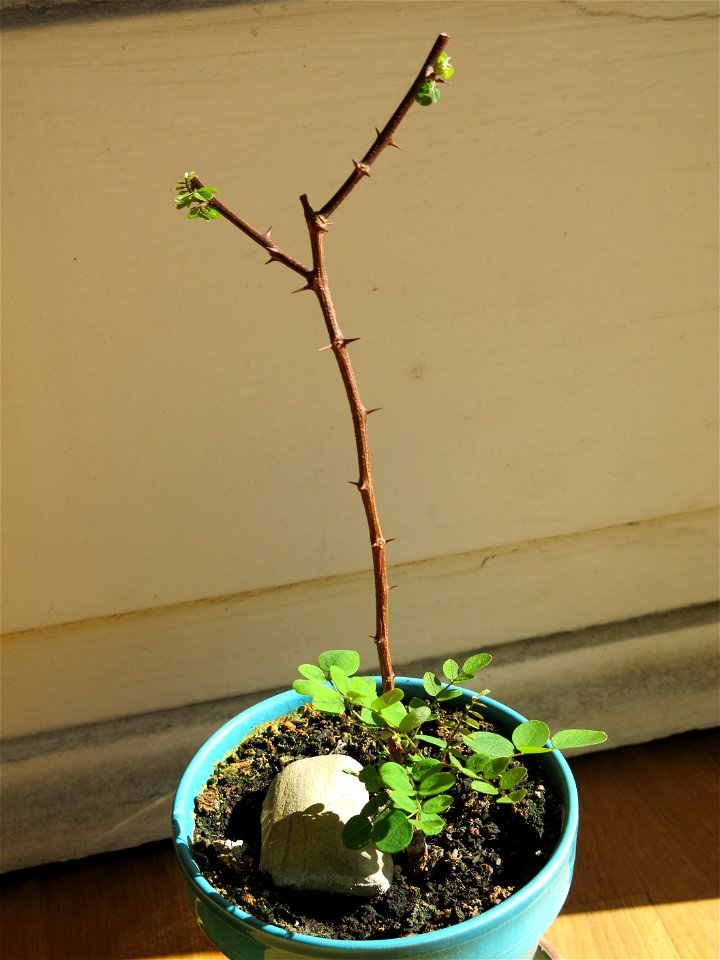 Seedling of Robinia pseudoacacia in may 2017.