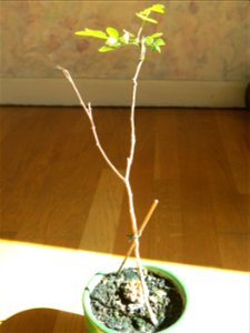 Seedling of Robinia pseudoacacia in may 2017.