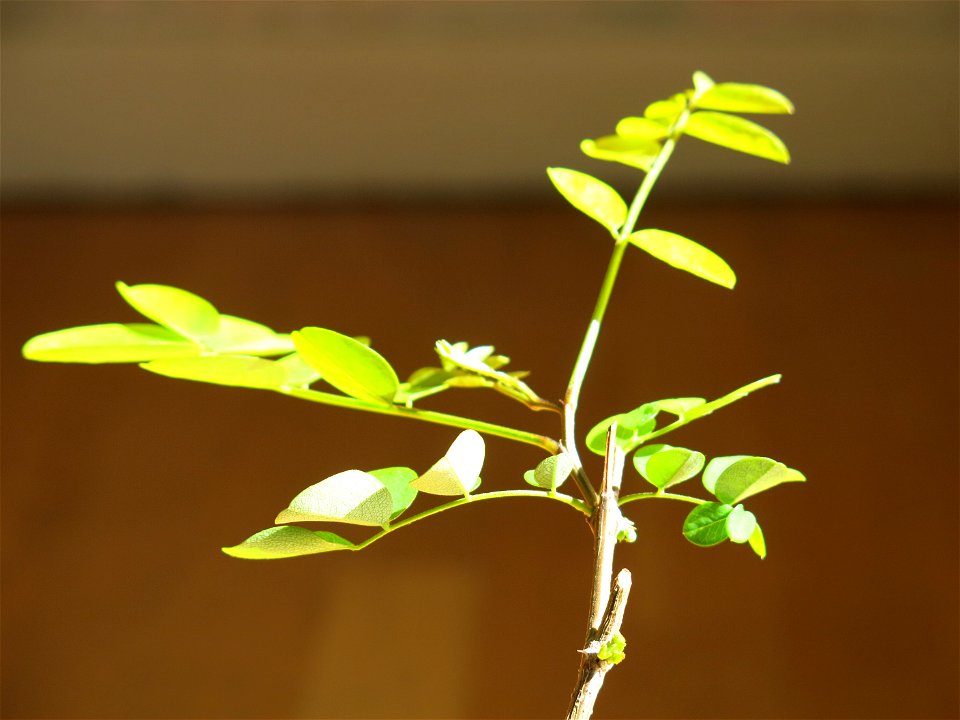 Seedling of Robinia pseudoacacia in may 2017.