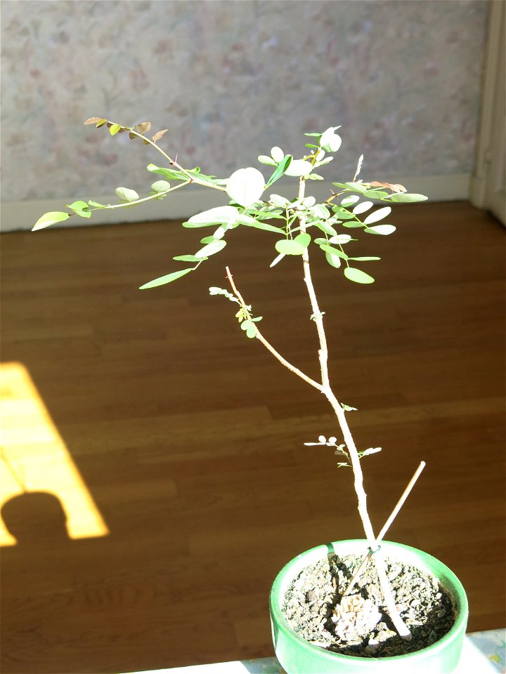 Robinia seedling in june 2017.