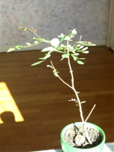 Robinia seedling in june 2017.